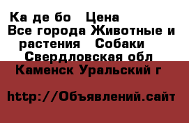 Ка де бо › Цена ­ 25 000 - Все города Животные и растения » Собаки   . Свердловская обл.,Каменск-Уральский г.